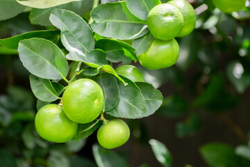 Green lemons is citrus  fruits on a branch with nature background. Green Lemons tree in the garden with daylight. Fresh green lime fruit hanging from branch.