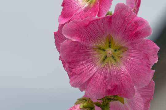 Rose tr&eacute;mi&egrave;re - Alcea rosea
