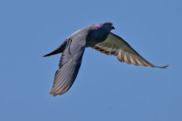 pigeons en vol