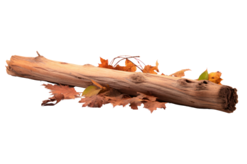 A single aromatic cedar stick stands amidst autumn leaves, isolated on a white background.