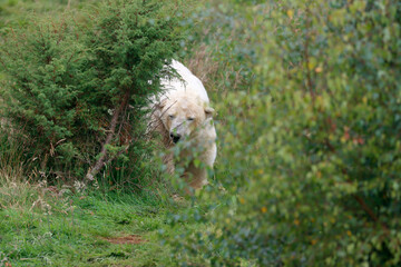 polar bear coming through trees