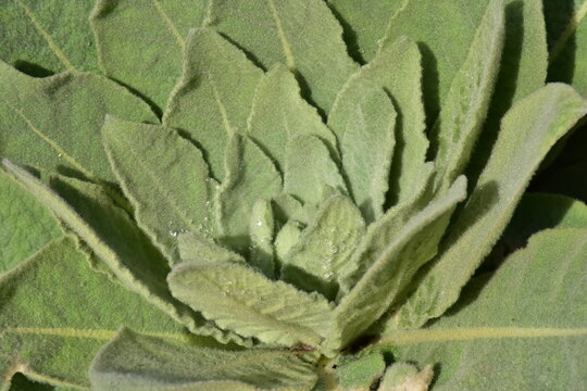 K&ouml;nigskerze Verbascum thapsus