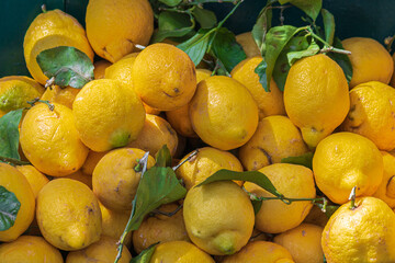 Yellow lemons from Lake Garda