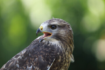 Bussard