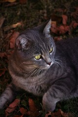 Obraz premium Katze