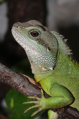 Grüne Wasseragame sitzt auf einem Ast