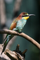 Bienenfresser sitzt auf einem Ast