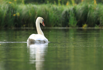 elegant swan on the lake, swan reflected in the water, beautiful mute swan, swan swimming in the pond