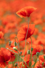 Champs de fleurs de coquelicots en &eacute;t&eacute; dans la campagne en france