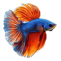 Fototapeta premium beautiful betta fish underwater photography isolated on white background. 