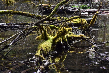 Wilde Natur mit Moos in Biberstaudamm