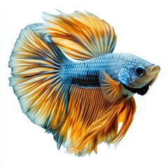 Fototapeta premium beautiful betta fish underwater photography isolated on white background. 