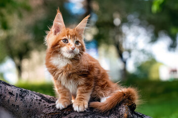 Obraz premium A very beautiful Maine kitten sitting on the tree in nature.