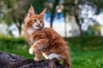 A very beautiful Maine kitten sitting on the tree in nature.