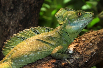 Stirnlappenbasilisk sitzt auf einem Stamm.