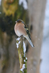 A beautiful chaffinch
Buchfink sitzt auf einem Stamm.