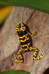 Dart frog / Dendrobates tinctorius
Gelbgebänderter Baumsteiger