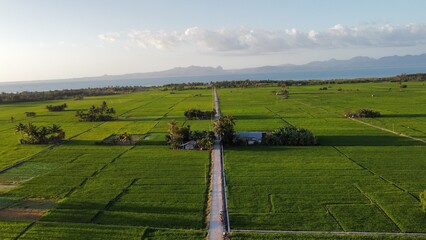vineyard in region