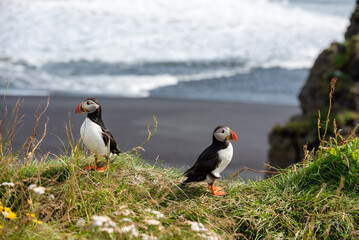 Two Atlantic puffins standing on the grass with cliff and ocean on the background, in Dyrhólaey peninsula, Iceland.
