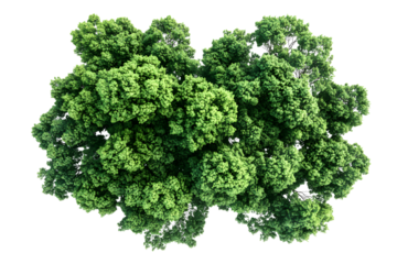 Aerial view greenery forest trees canopy cut out isolated on transparent or white background, png