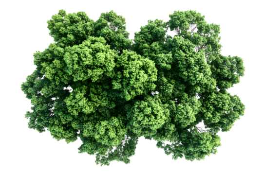 Aerial view greenery forest trees canopy cut out isolated on transparent or white background, png