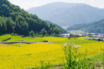 稲刈り前の深野のだんだん田（三重県松阪市）