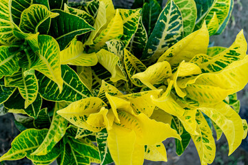 Close-up of the leaves of Croton plant Codiaeum Petra. © Pavel