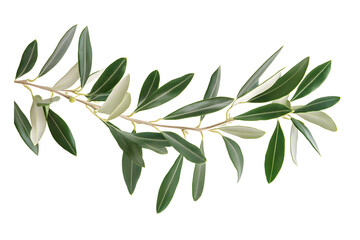 branch of a olive tree with leaves isolated on transparent or white background, png