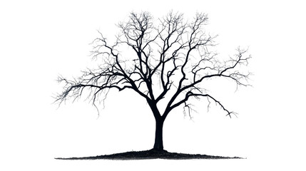 Fototapeta premium Eerie Leafless Tree Silhouette in Mysterious White Mist
