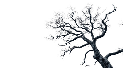 Fototapeta premium Spooky Halloween Tree with Gnarled Branches Reaching Skyward on White Background
