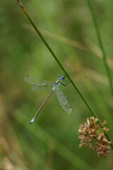 Closeup on a European Emerald Spreadwing, Lestes dryas.