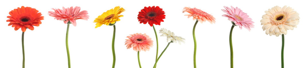 Beautiful gerbera flowers of different colors isolated on white, set
