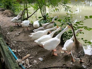 A flock of geese walking along the pond