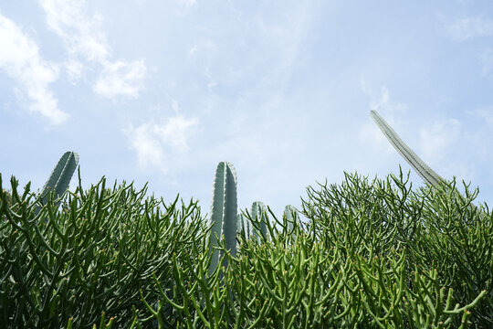 Cereus jamacaru, mandacaru, cardeiro cactus and Euphobia tirucalli cristataunder blue sky