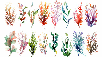 Watercolor seaweeds illustration. Sea underwater plants, ocean coral reef and aquatic kelp, hand drawn marine flora set. hand drawn seaweed cartoon sketch aquarium decor