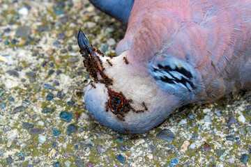 Dead bird on the ground. Smuggling and environmental pollution
