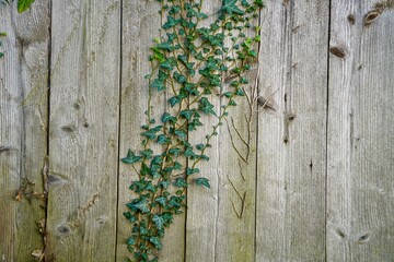 Wood plank and ivy plant wall background