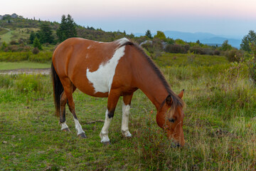 Fototapeta premium Grayson Highlands wild ponies at sunset
