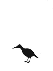 Pan kauri Bird vector art illustration 