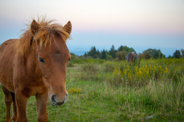 Obraz premium Grayson Highlands wild ponies at sunset