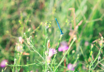 Blue dragonfly is perched on a flower in a field. Field is lush and green, with many flowers scattered throughout. The dragonfly is the main focus of the image