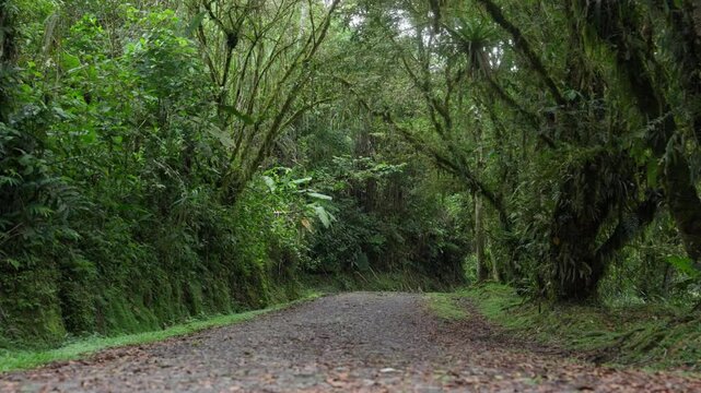 Camino de piedras rodeado de mucha vegetaci&oacute;n tropical y musgo en el monta&ntilde;a