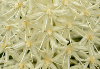Close up on Spiral Stamen of Beargrass