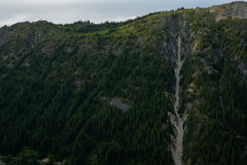Avalanche Chute Cuts Through Thick Forest In Mount Rainier