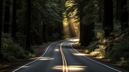 Fototapeta premium Majestic Redwoods: Scenic Drive through Sun-Dappled Forest Trail