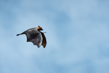 A large bat is flying in the sky