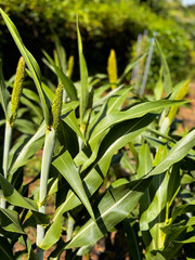 Growing sorghum ear, close-up