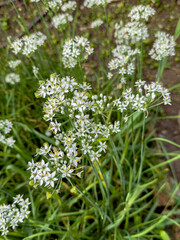 Fototapeta premium white flowers of Garlic chives, Oriental garlic, Chinese chives 