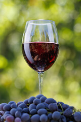 glass red wine standing in a heap of grapes with green background
