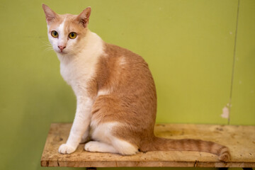 Fototapeta premium A curious cat sits on a wooden table against a green wall, exploring its surroundings in a cozy indoor space